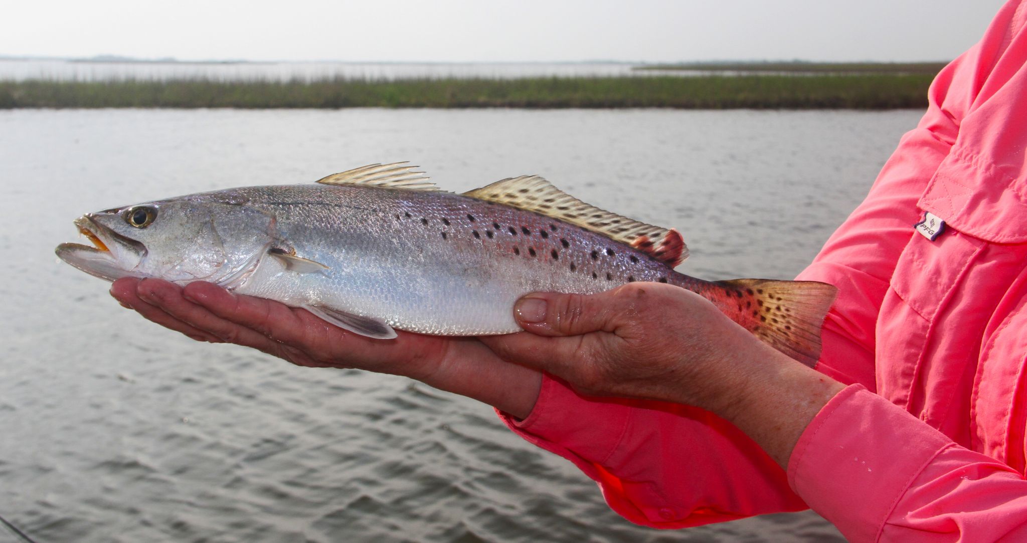 Bag, slot limits for Texas' speckled trout could change in 2024
