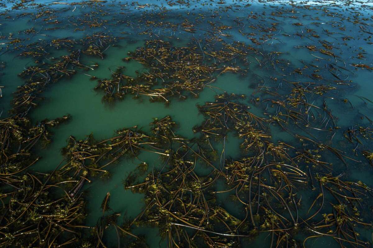 9月，在索诺玛-门多西诺海岸的桑德斯礁，公牛海带的树冠在它生长的高峰期。根据无人机调查，它的回复率大约是去年的两倍。