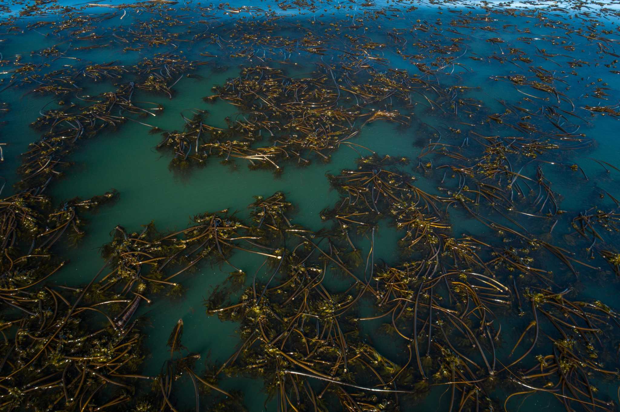 Satellite images show kelp forest has doubled in size on California's North  Coast, after a dramatic collapse