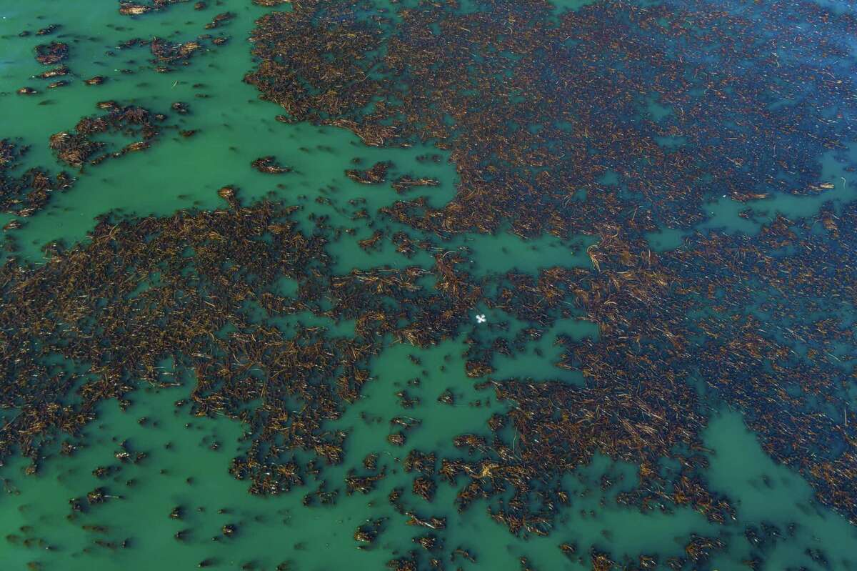 9月，门多西诺县海岸附近桑德斯礁的海带树冠——无人机图像显示，加州北海岸的海带森林在急剧崩塌后，面积大约增加了一倍。