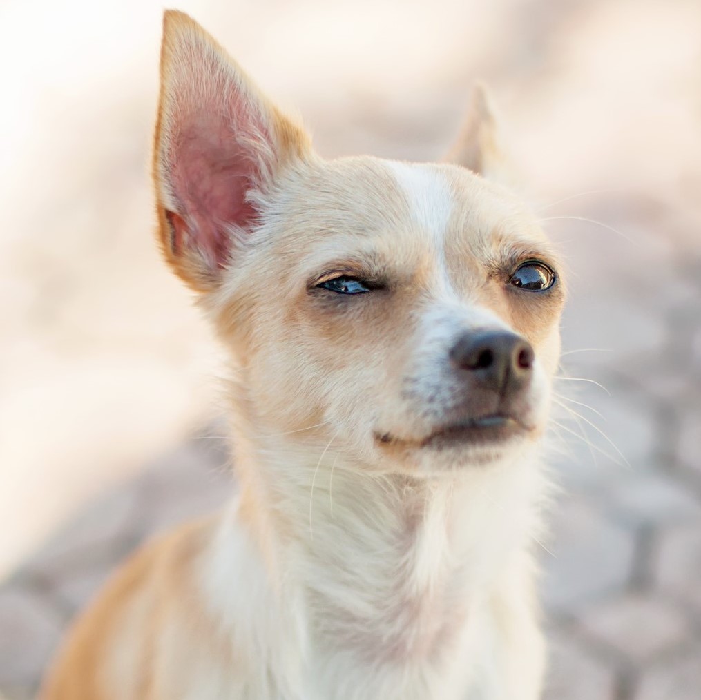 Does your dogs know when you're lying to them? - Vimarsana News