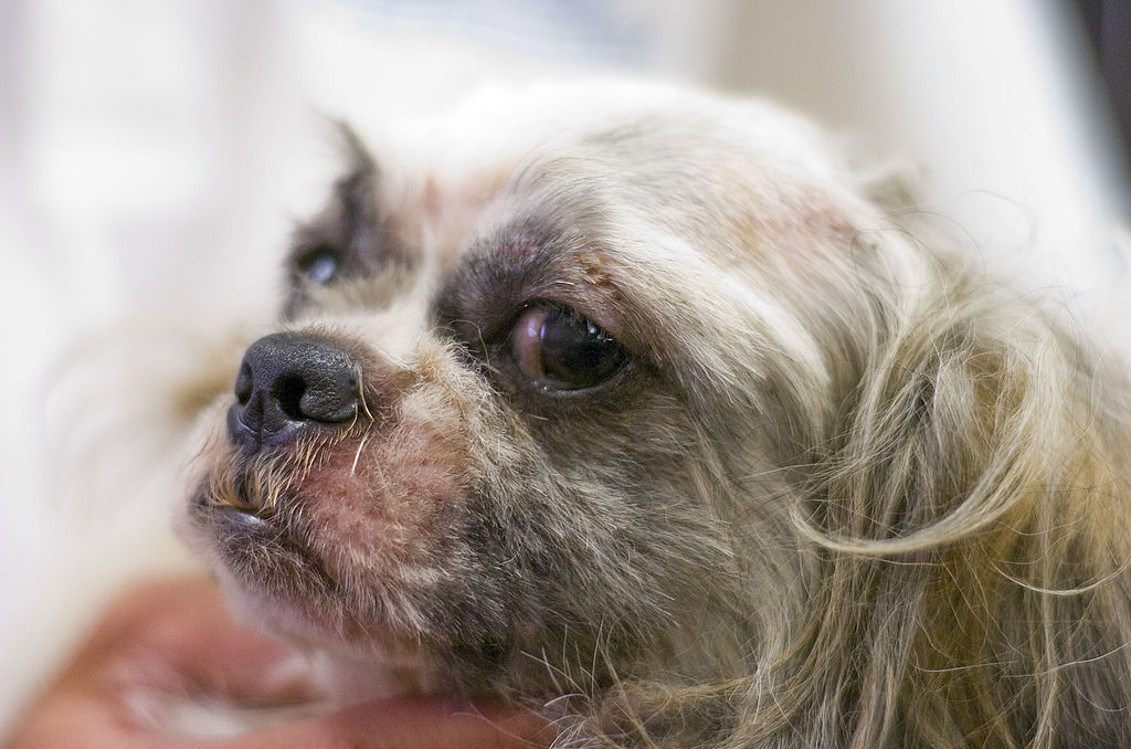 How Are Dogs Treated In Puppy Mills