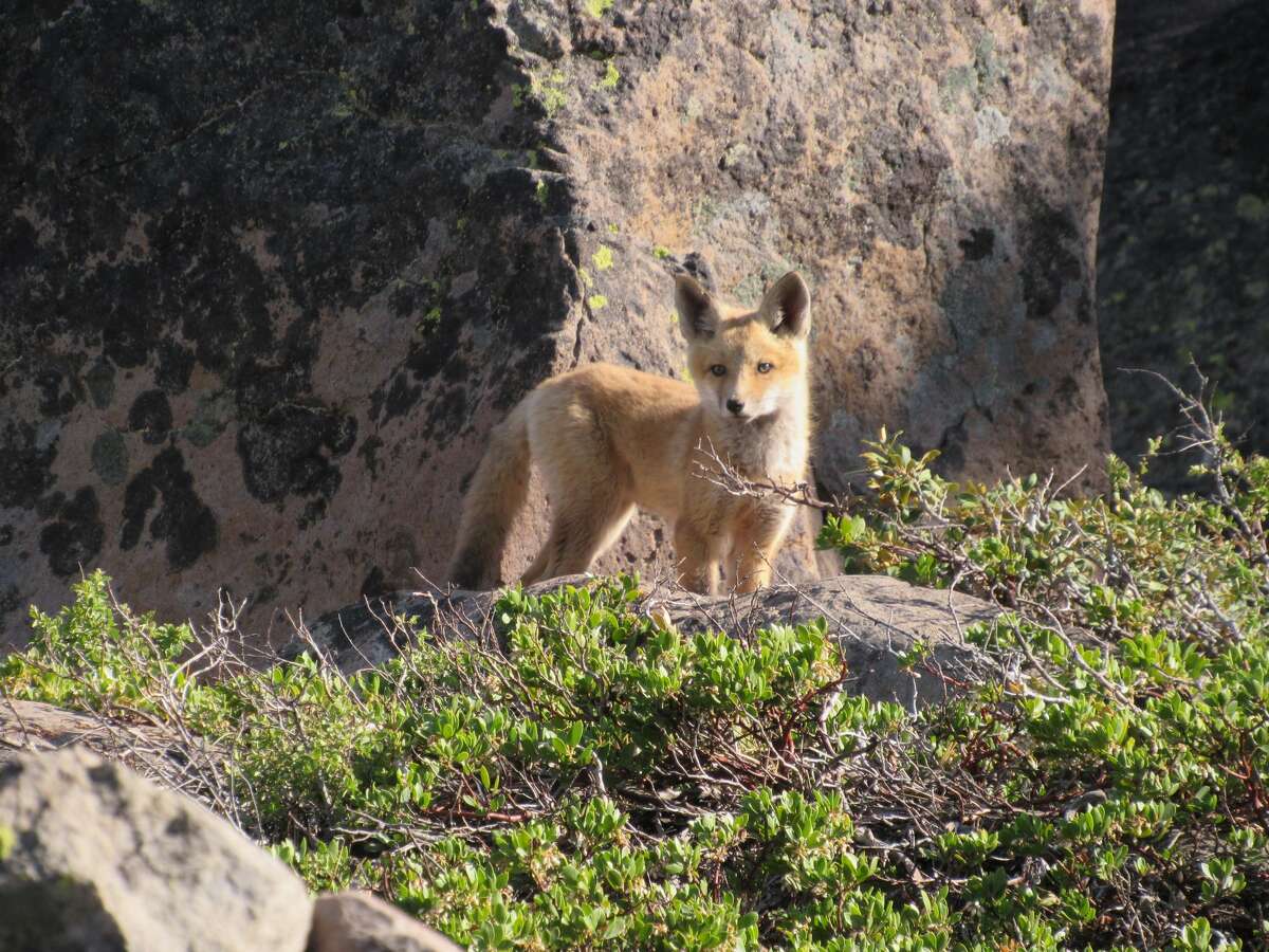 A Sierra Nevada red fox pup born this year to Tule in the Caribou Wildernesss. 