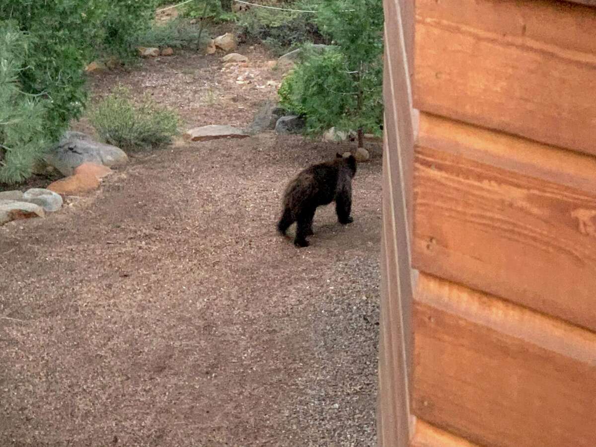 A bear spotted near Hoffmann-Curzi's cabin in North Lake Tahoe in the summer of 2021. 