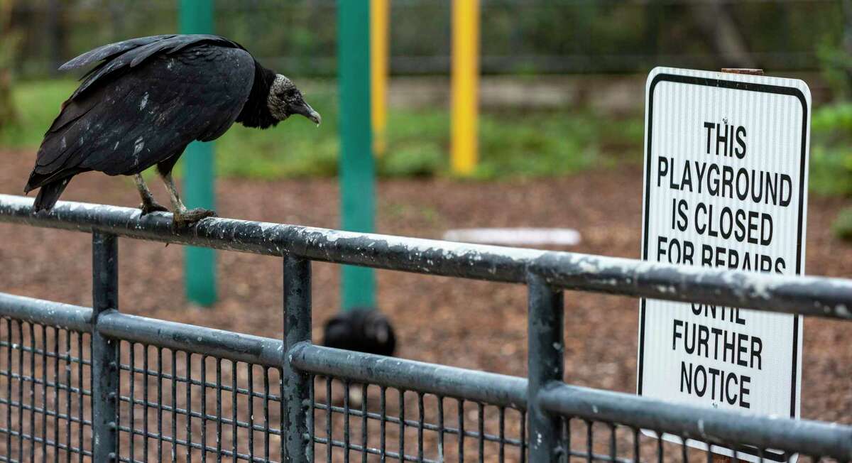 A black vulture, often mistakenly referred to as a buzzard, stands on Wednesday, November 3, 2021 on a fence surrounding a playground in Brackenridge Park.  A cultural landscape report released this summer by the Brackenridge Park Conservancy shows the park is in decline and the conservatory is seeking public input to set priorities for the park that balance human uses and environmental degradation .