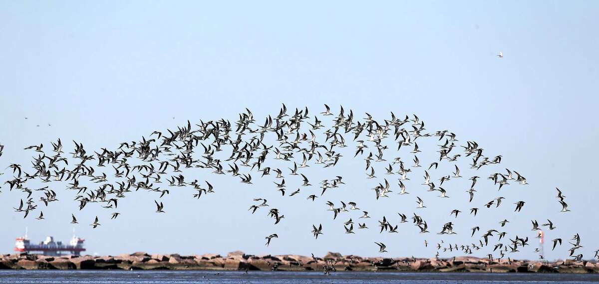 A conspiracy of black skimmers make their way above the shoreline at Boliver Flats on Thursday, Oct. 28, 2021. Members of the local Audubon chapter count birds in the flats every ten days or so to get a more accurate count of the thousands of birds that migrate through the area.