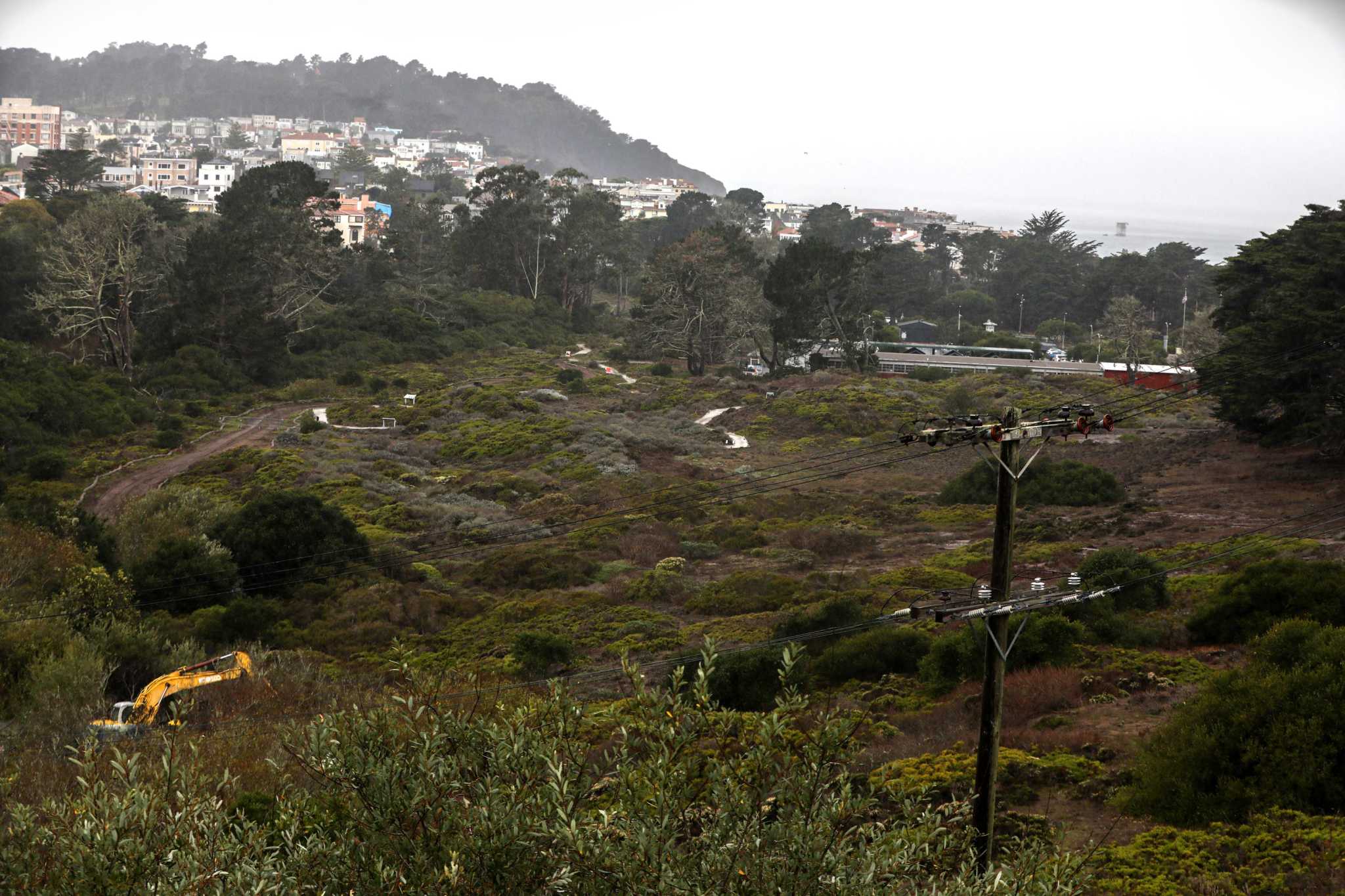 Those wily coyotes may help bring California quail back to San Francisco - Vimarsana News