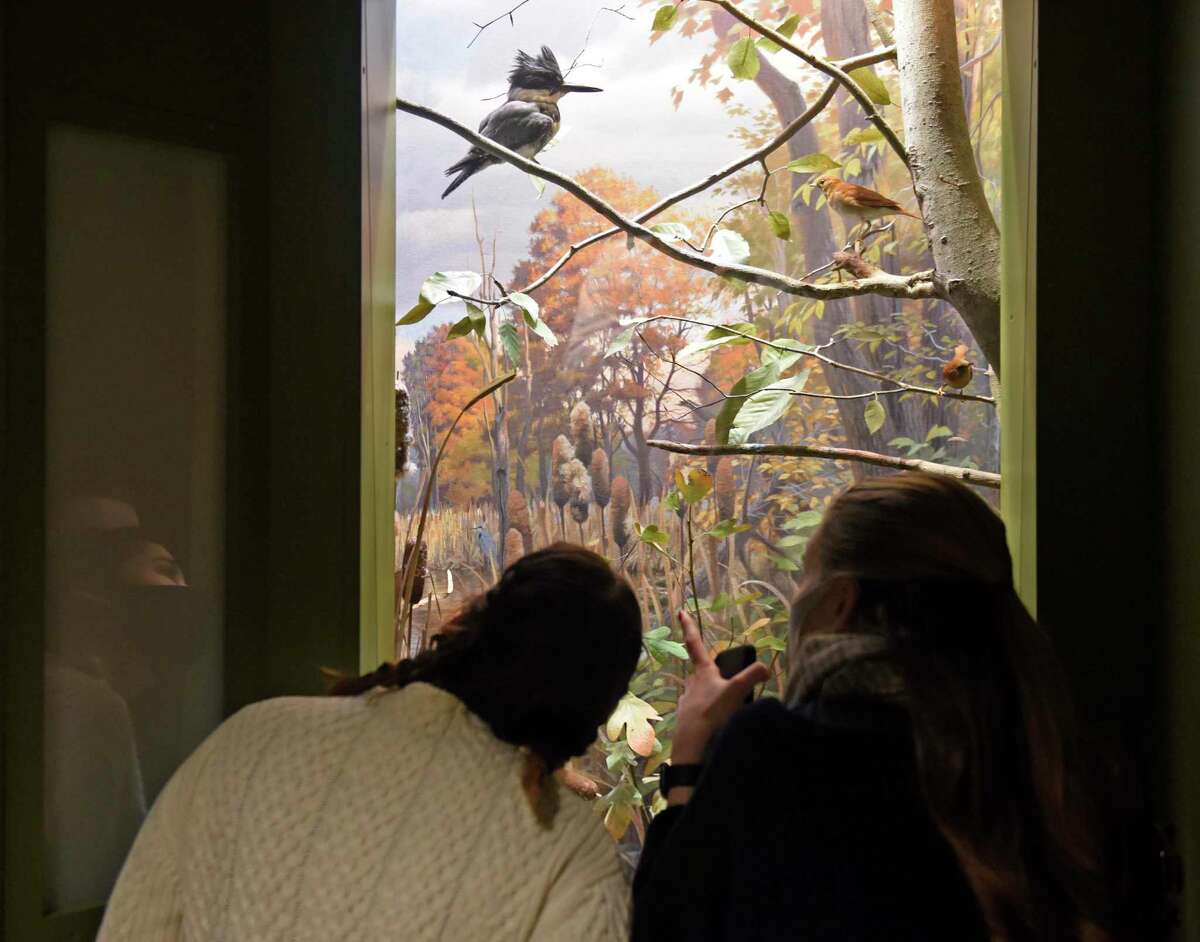 Bruce Museum Assistant to the Managing Director Rebecca Mesonjnik, left, and Development Department Assistant Lauren Wyman look at a wildlife display in the newly redesigned science and natural history collection at the Bruce Museum in Greenwich, Conn. Wednesday, Nov. 3, 2021. The Bruce Museum is opening two new exhibitions on Nov. 7. "Resolute: Native Nations Art in the Bruce Collection" features significant objects that provide new information about Native Nations as historical and contemporary societies."The Fisher Dollhouse: A Venetian Palazzo in Miniature" features miniature renderings of 10 rooms inside a diorama inspired by Venice's glamorous Gritti Palace.