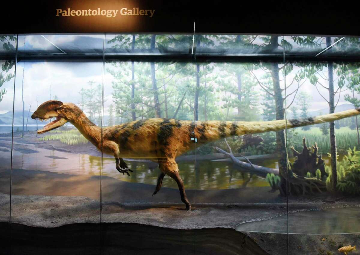 A theropod dinosaur model is displayed in the newly redesigned science and natural history collection at the Bruce Museum in Greenwich, Conn. Wednesday, Nov. 3, 2021. The Bruce Museum is opening two new exhibitions on Nov. 7. "Resolute: Native Nations Art in the Bruce Collection" features significant objects that provide new information about Native Nations as historical and contemporary societies."The Fisher Dollhouse: A Venetian Palazzo in Miniature" features miniature renderings of 10 rooms inside a diorama inspired by Venice's glamorous Gritti Palace.