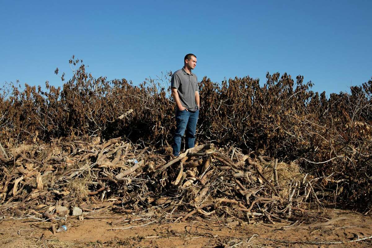 Erik Herman stands among the remains of his 60-acre fig tree orchard on Nov. 3, 2021, in Madera, Calif.