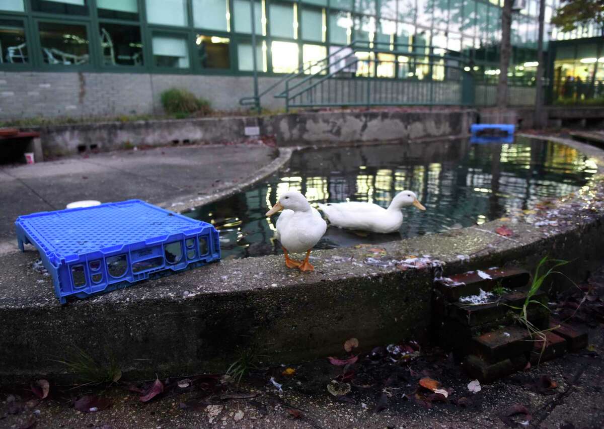 Two domesticated ducks float in the courtyard pond at Rippowam Middle School in Stamford, Conn. Monday, Nov. 1, 2021. The ducks cannot migrate and need shelter once the weather gets cold, so middle school students built prototypes that are now being constructed by students in a Westhill High School woodshop class.