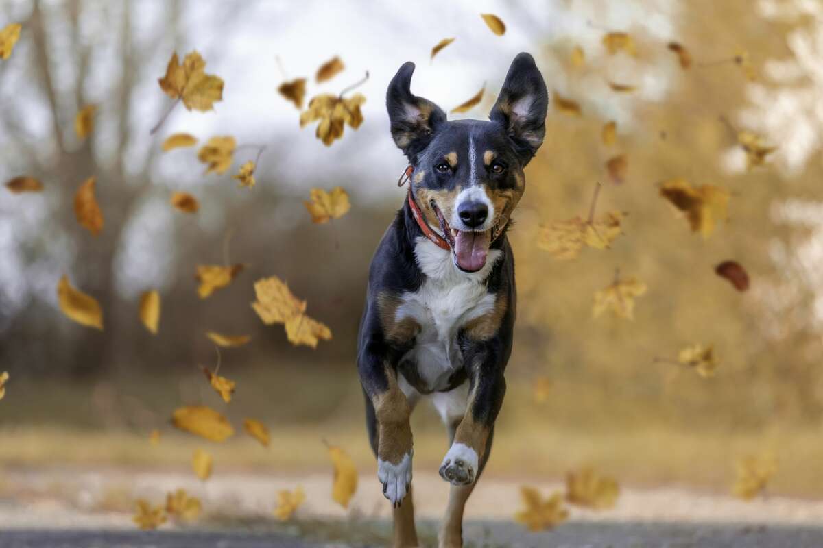 Appenzellen Sennenhund jumping in autumn leaves.
