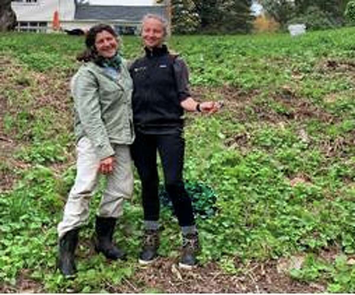 Goldencreeper location in Kent, Conn. and reporting crew left, Robin Zitter and right, Nikolle Lizana. The non-native, invasive species was reported in October 2021.