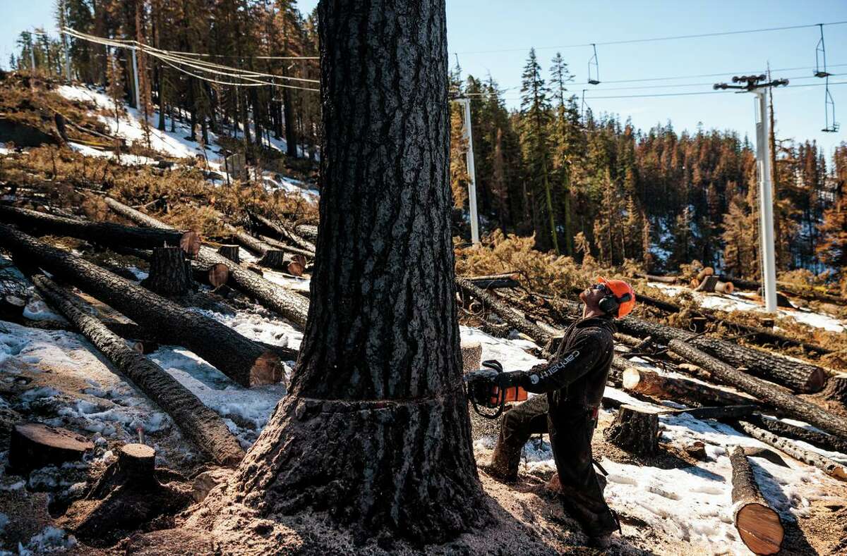 A contract timber feller drops a fire-weakened tree along the Nob Hill chairlift at Sierra-at-Tahoe. Thousands of trees were burned by the Caldor Fire, and many are now considered hazards because they could topple without warning.