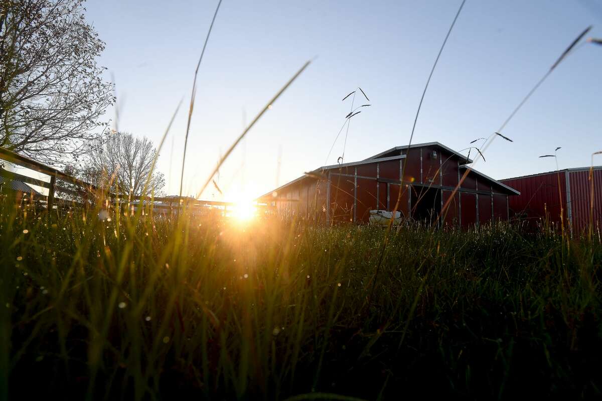 The sun rises at Dr. Sam Marchand's home and farm, where he and family got to work before dawn milling harvested sugar cane before boiling it down into cane syrup. Photo made Sunday, October 9, 2021 Kim Brent/The Enterprise