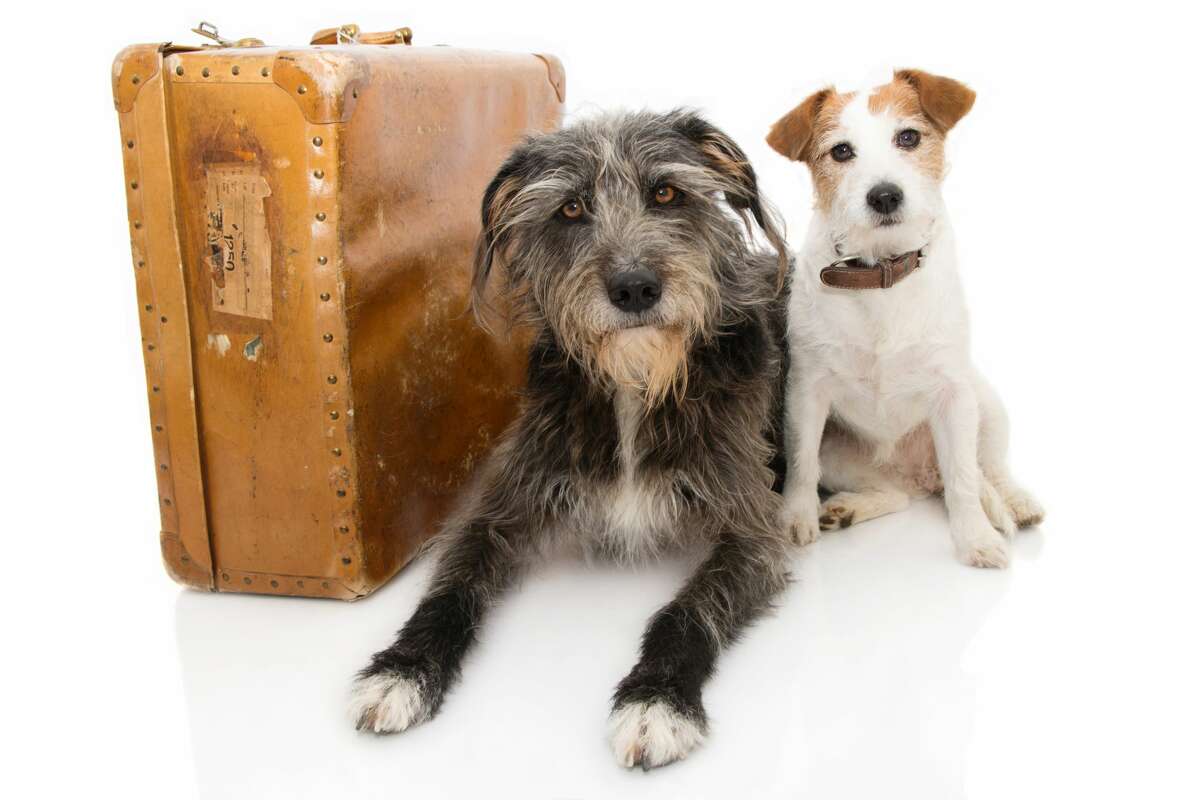 A file image of a Jack Russell and Sheepdog next to a vintage suitcase. 