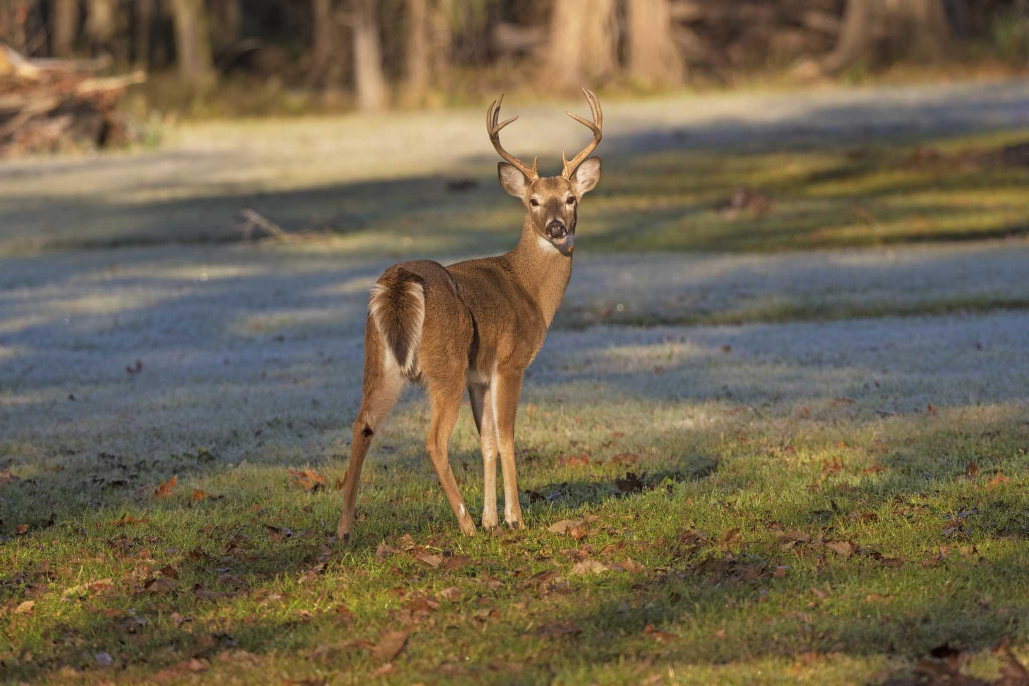 Chronic Wasting Disease TPWD ramping up containment efforts as deadly