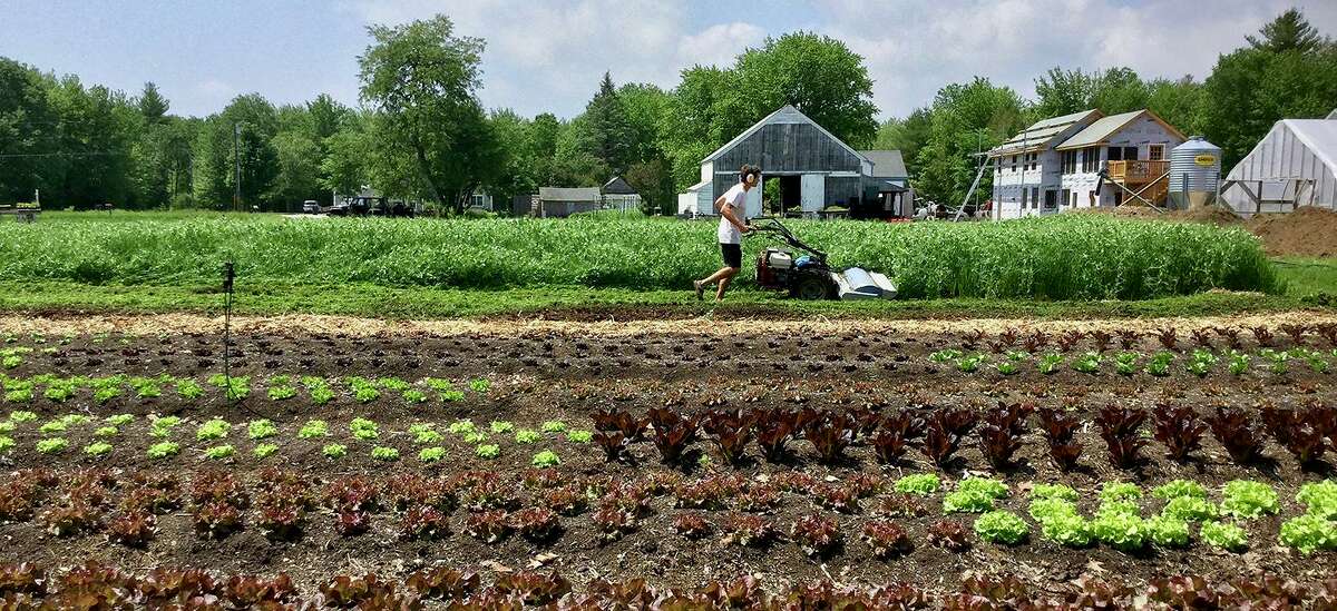 A Wesleyan University student farmer works the fields at Long Lane Farm in Middletown.