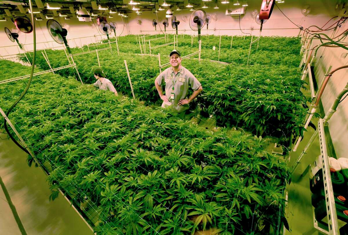 Advanced Grow Labs CEO David Lipton in West Haven stands high in a flower Rroom that was modified to grow more marijuana plants by using rolling bench tables to better utilize the square footage of the room, in a 2018 photo.