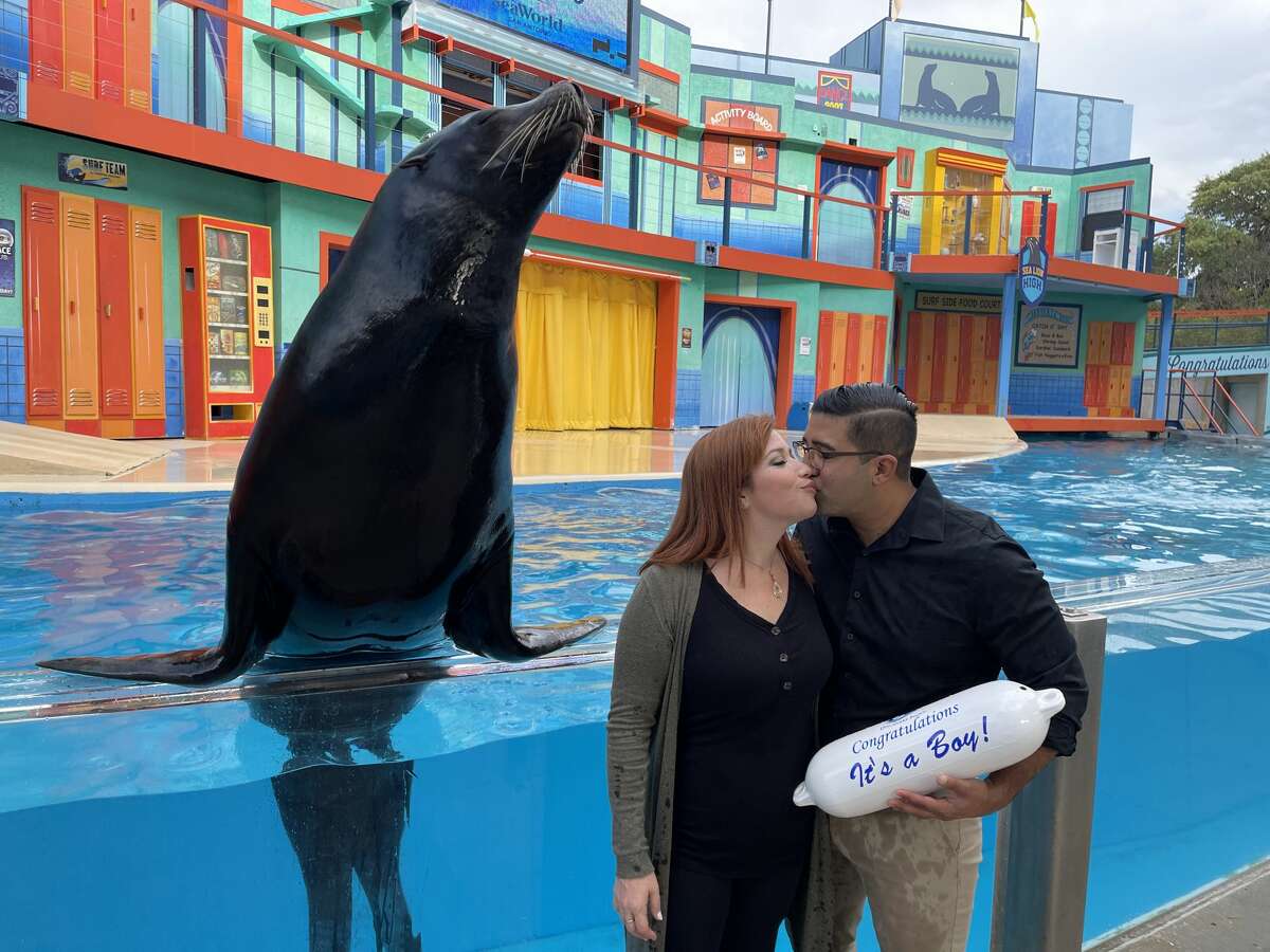 Ahoy! It's a boy: SeaWorld sea lion helps reveal gender of San Antonio