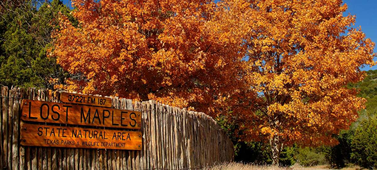 A photo from Lost Maples State Natural Area to show what the leaves look like when they turn.