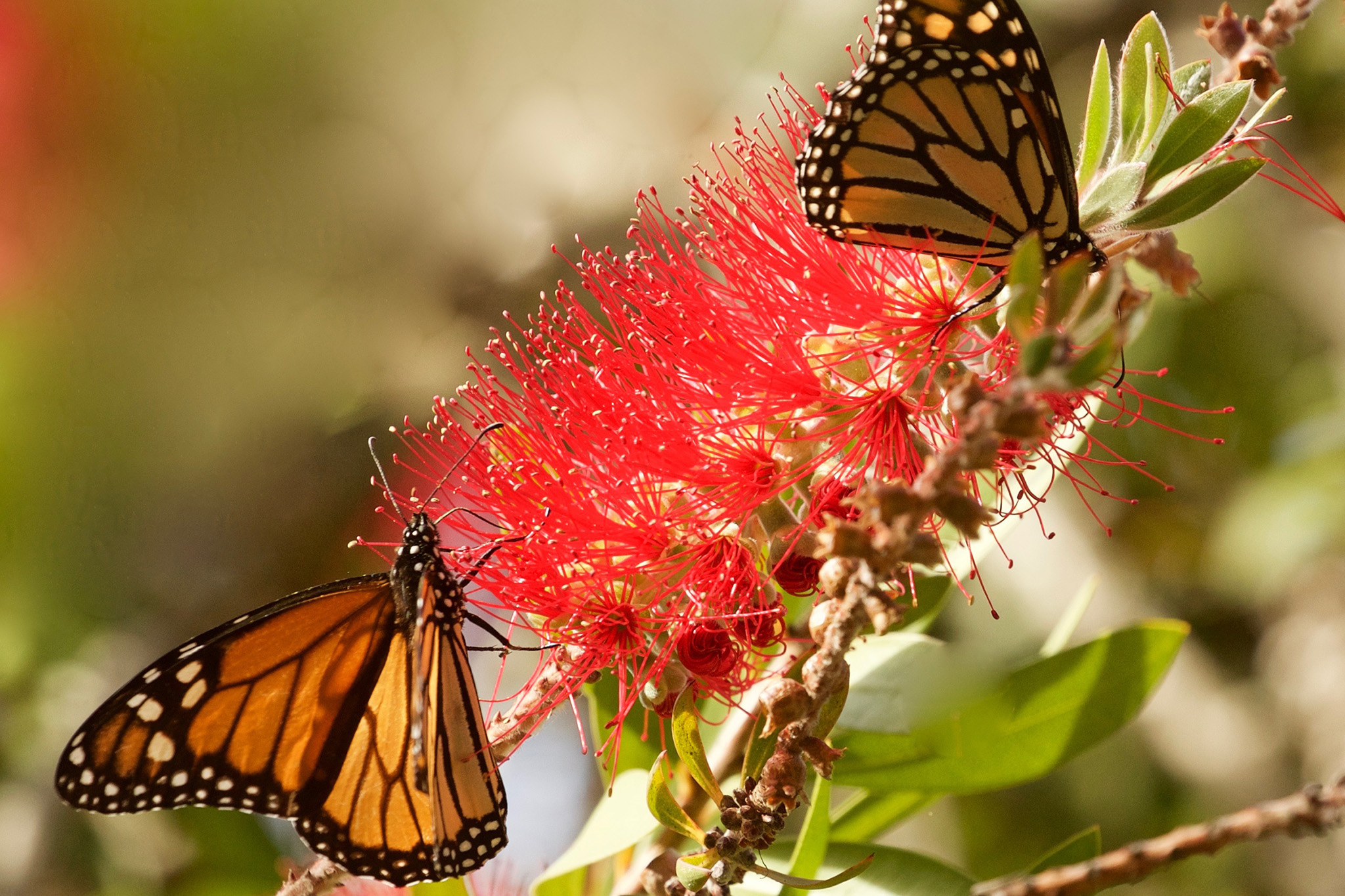 After seeing no butterflies in 2020, thousands descend on a NorCal ...