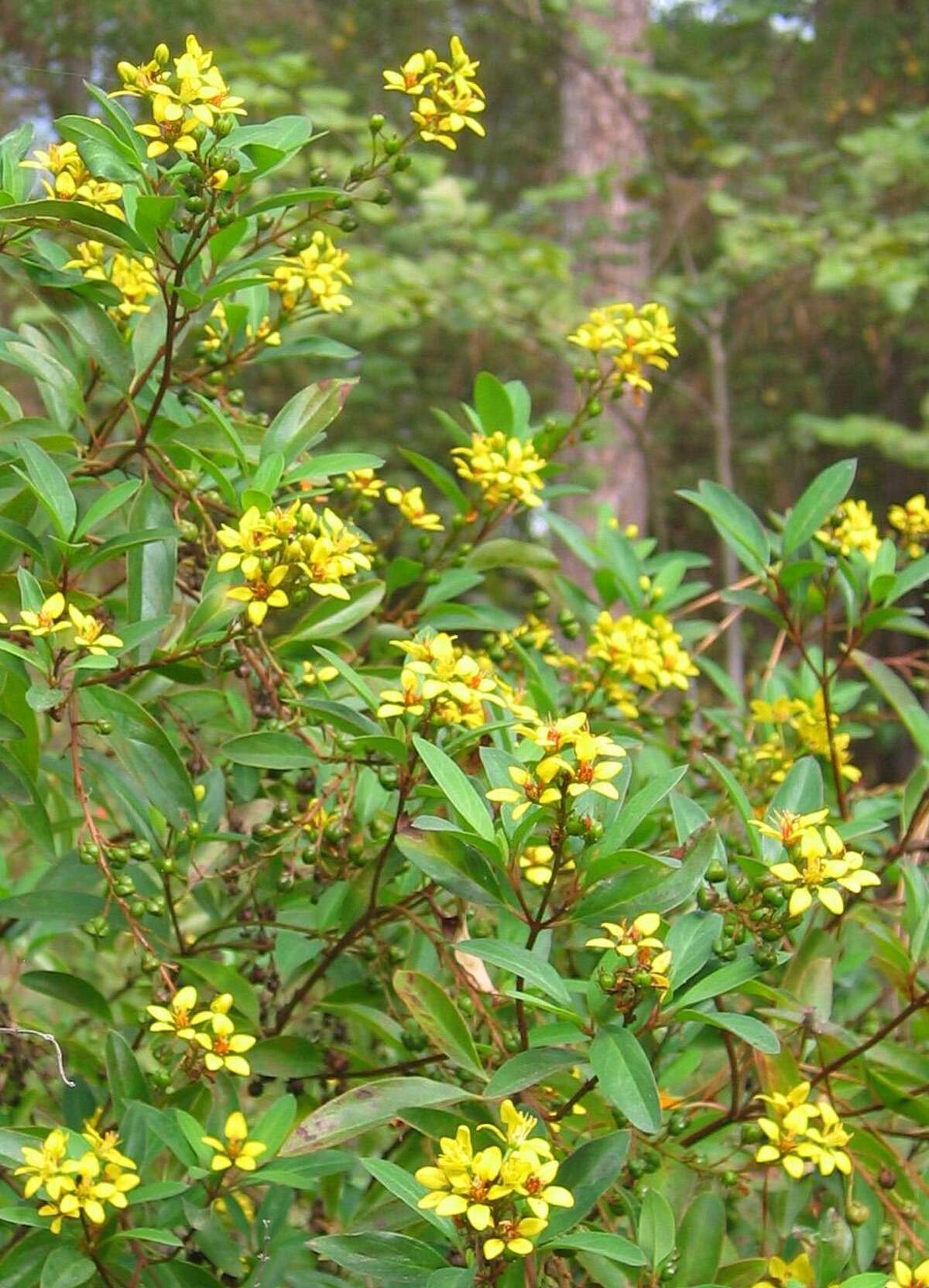 The fall flowers blooming now in San Antonio gardens everything from