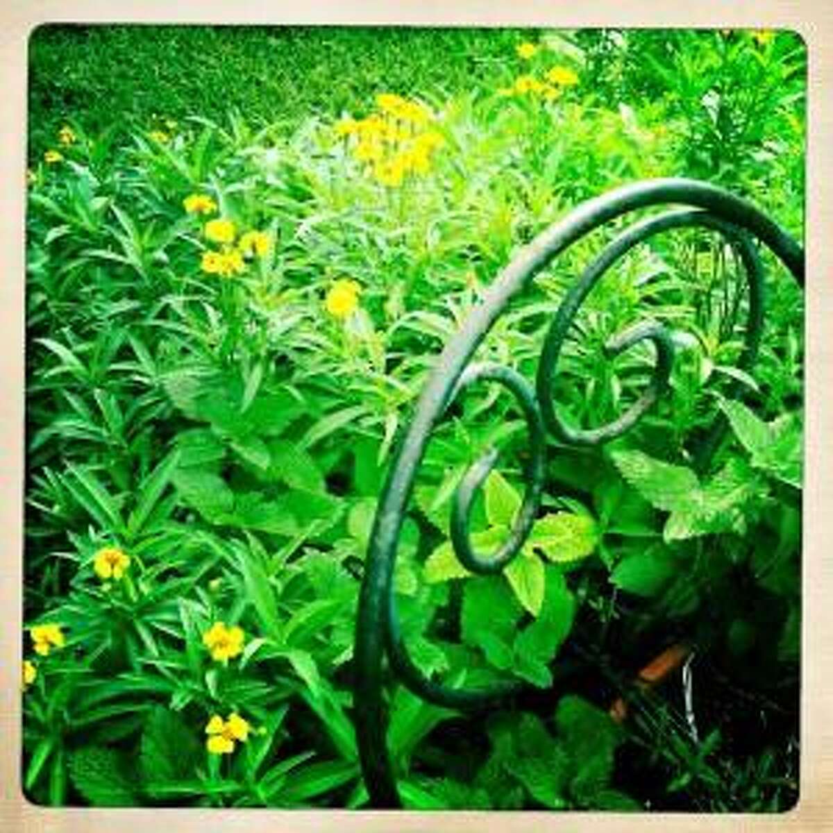 The fall flowers blooming now in San Antonio gardens everything from