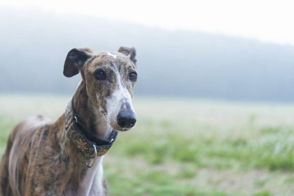 A file image of a greyhound against a natural landscape