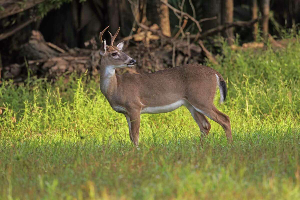 This photo by Marcus Constance and provided by the U.S. Forest Service, shows a white-tailed buck in the Kisatchie National Forest in central Louisiana during December 2020. The Louisiana Department of Wildlife and Fisheries is offering a chance at a gift card for hunters and taxidermists who bring in the heads of mature bucks killed during the 2021-22 hunting season to be tested for chronic wasting disease. The slow but fatal disease has not been found in Louisiana but has shown up in all three adjacent states - Texas, Arkansas and Mississippi. (Marcus Constance/U.S. Forest Service via AP)