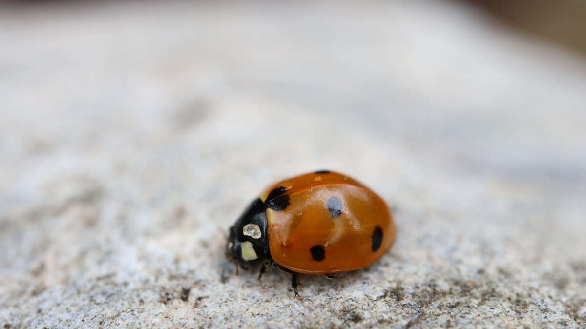 As Michigan tranisitions from autumn to winter and the temperature drops, you may begin seeing some unwelcome visitors in your home: red and orange-colored beetles with black spots. This beetle, or ladybug, is the multicolored Asian lady beetle, Harmonia axyridis, and it is driving people buggy throughout the state.