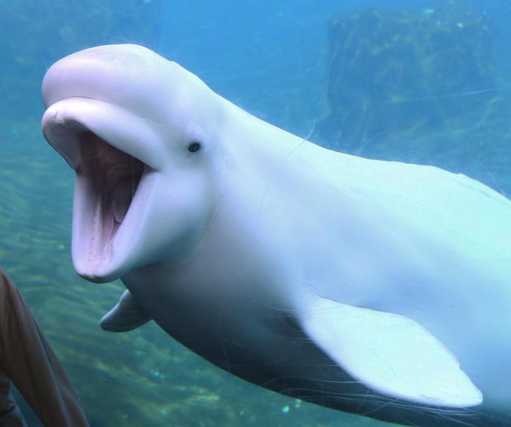 If Beluga Dies 