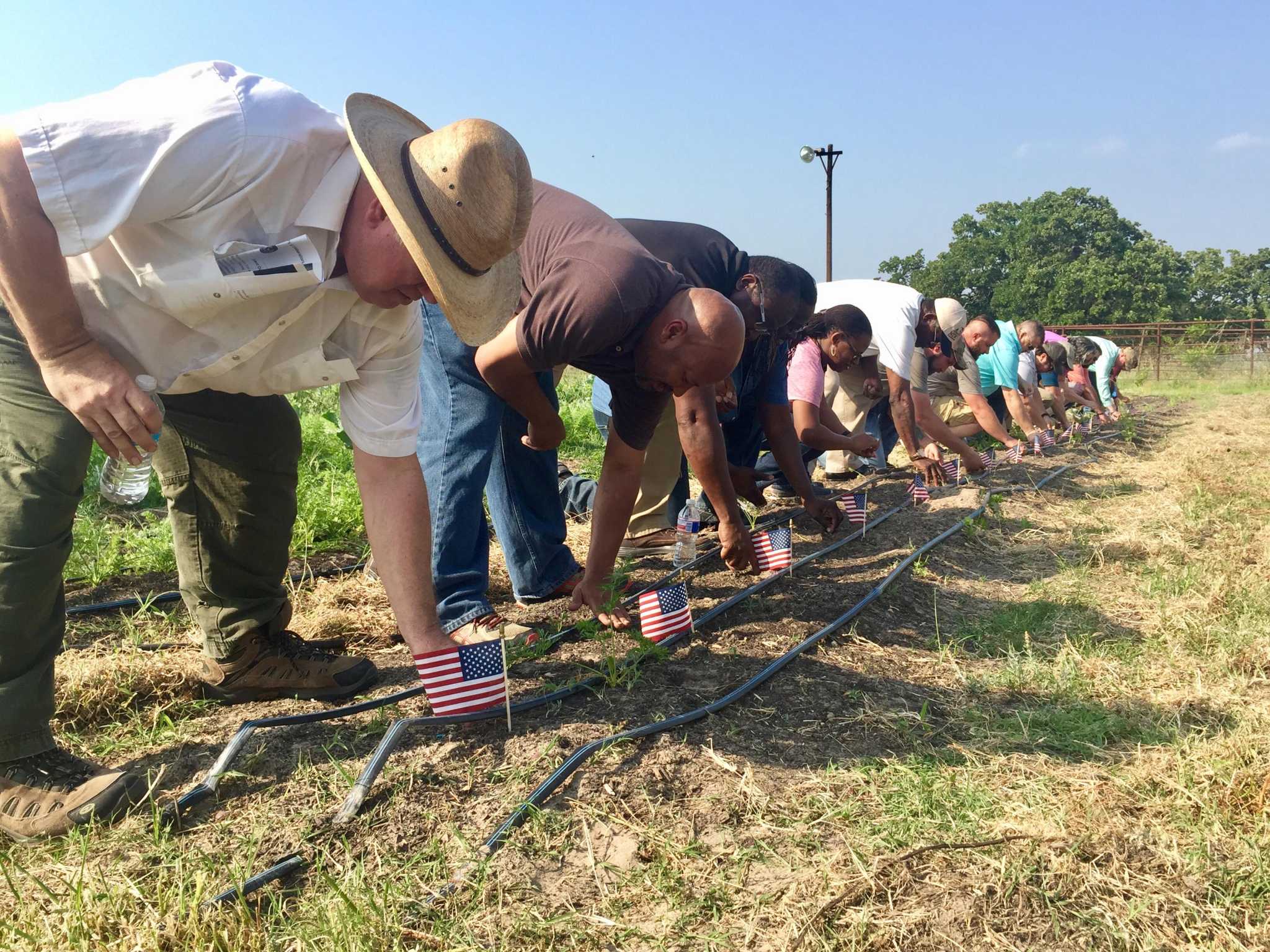 Gardening offers benefits for veterans with post-traumatic stress disorder