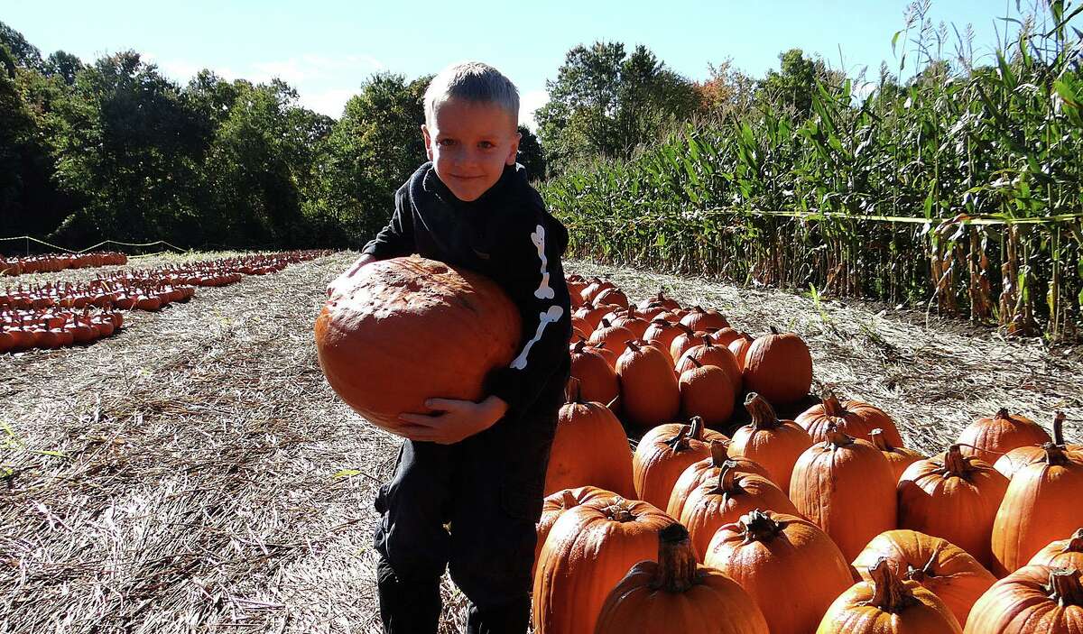 Aidan Crino, 7, of Southport previously picks a pumpkin from a field of hundreds at the Greenfield Farms in Fairfield in a recent year. McKenzie Doyle, who was previously a Pumpkin Fest volunteer in Fairfield, holds up a rare example of two pumpkins that grew together with one stem at the Greenfield Farms in Fairfield in a recent year. According to encouragement from the Fairfield transfer station at 530 Richard White Way in Fairfield, Fairfield residents can compost their pumpkins, drop off the squash vegetable at the WeCare Denali recycling company at 295 Richard White Way in Fairfield, or give the leftover squash to a local area farm, where most people collect pumpkins for their animals.