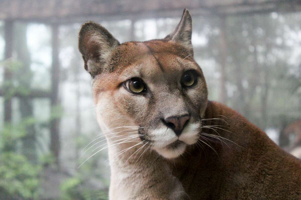 Two African lions, two snow leopards, two jaguars, an Amur tiger and a puma have tested positive for SARS-CoV-2 at the Saint Louis Zoo. Pictured: Puma.