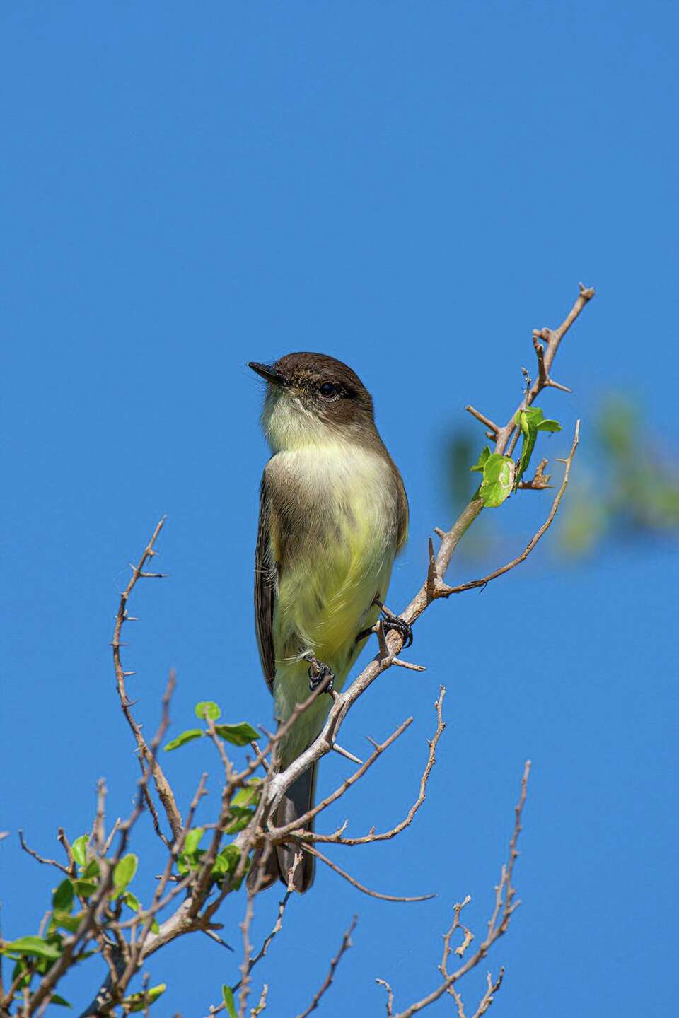 Look for the eastern phoebe as it passes through the Texas region