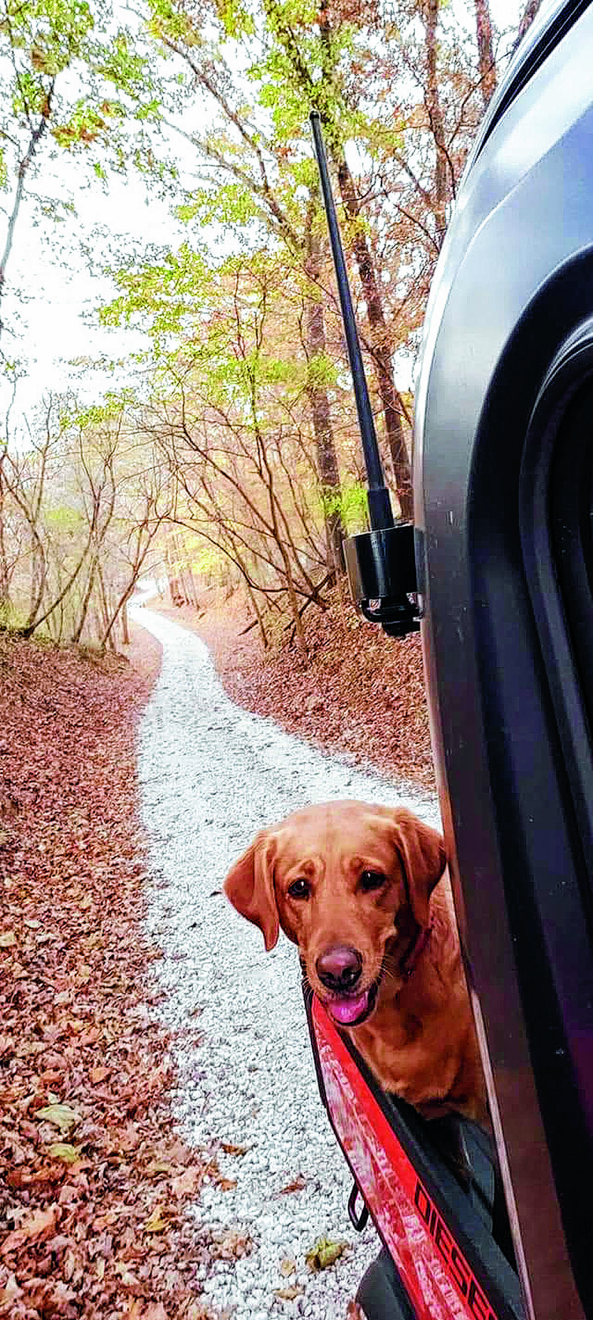 Ruby the Goldador enjoys watching the changing leaves during a ride through Brown County.