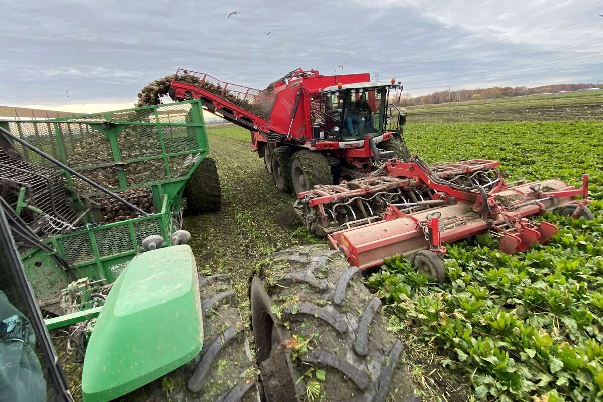 Michigan Sugar's record sugar beet crop continues to grow