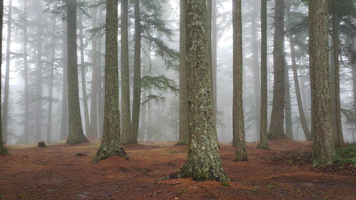 Photo of foggy Vancouver, Canada.