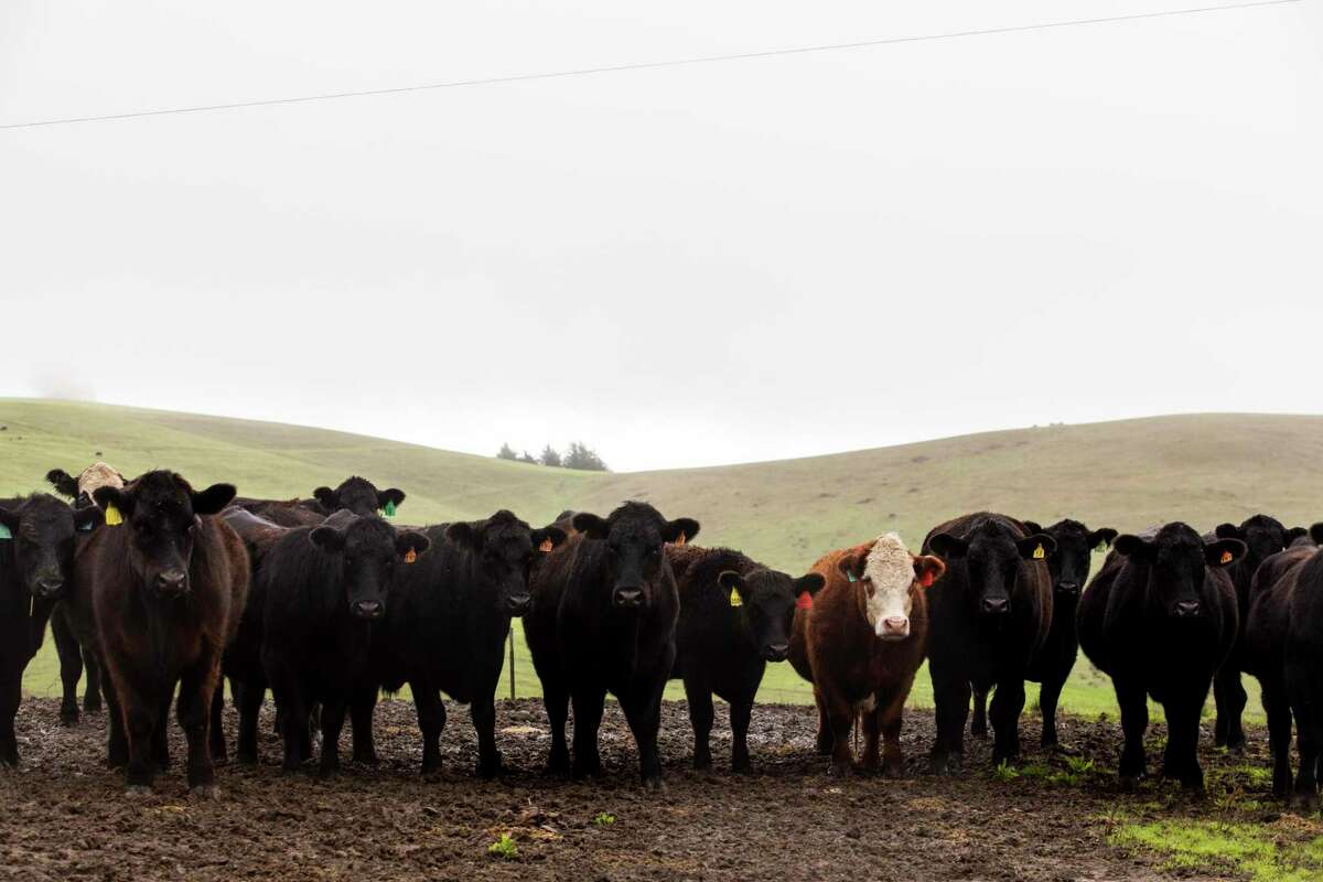 Cattle graze in one of many grass-covered pastures at Stemple Creek Ranch in Tomales, where owners Loren and Lisa Poncia raise pastured beef and lamb.