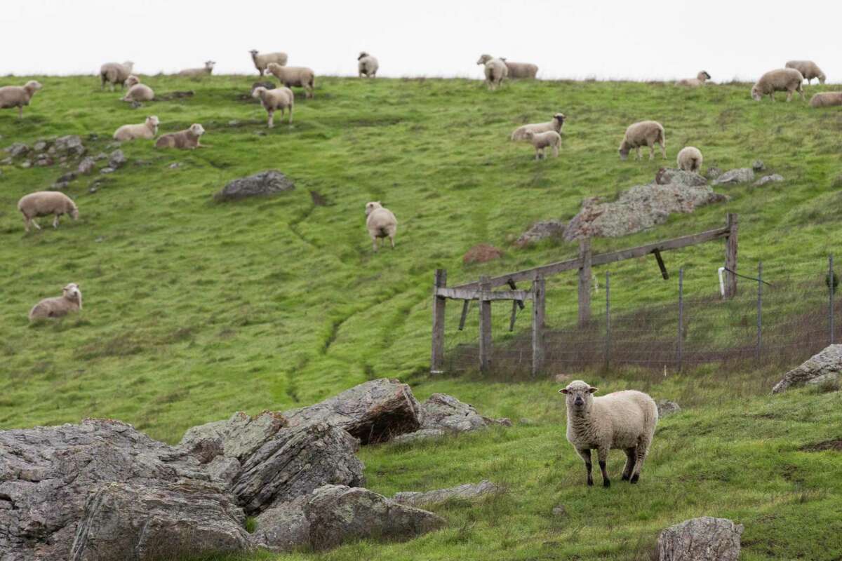 Sheep graze on a hillside at Stemple Creek Ranch in Tomales, which supplies Bay Area butcher shops and grocery stores with grass-fed beef and other meat products.