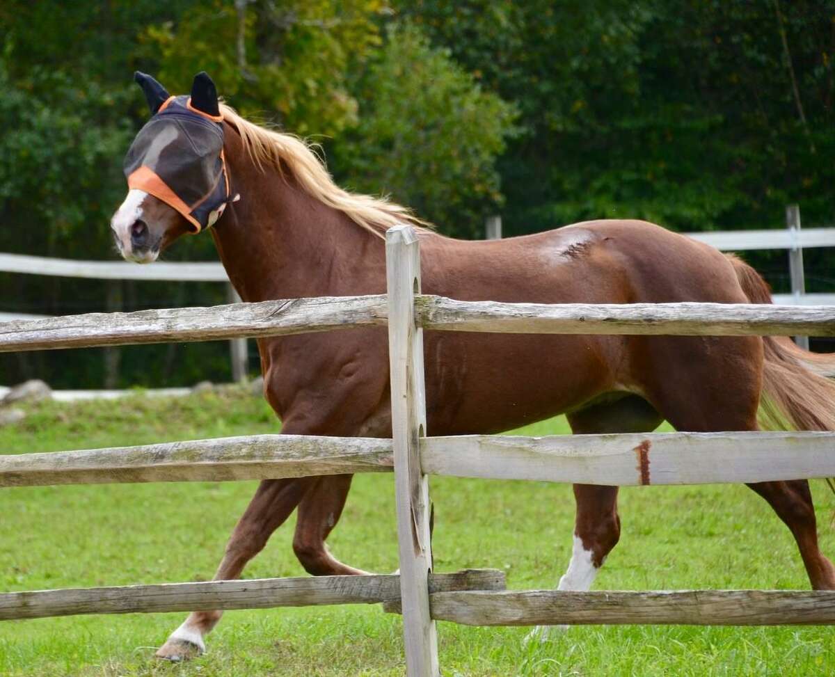 H.O.R.S.E. of Connecticut is holding a three-day tack sale, Nov. 19-21, 10 a.m. to 3 p.m. at the horse farm, 43 Wilbur Road off Route 202. Proceeds benefit the farm’s many rescued horses and to help with feed, veterinary and farrier costs.