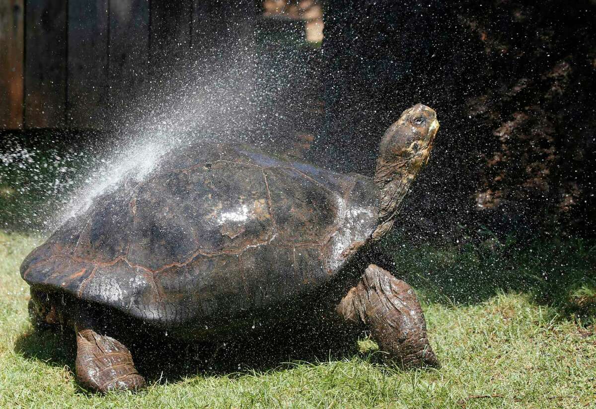 A Galapagos Tortoise cools off in a shower of water at the Oklahoma City Zoo.