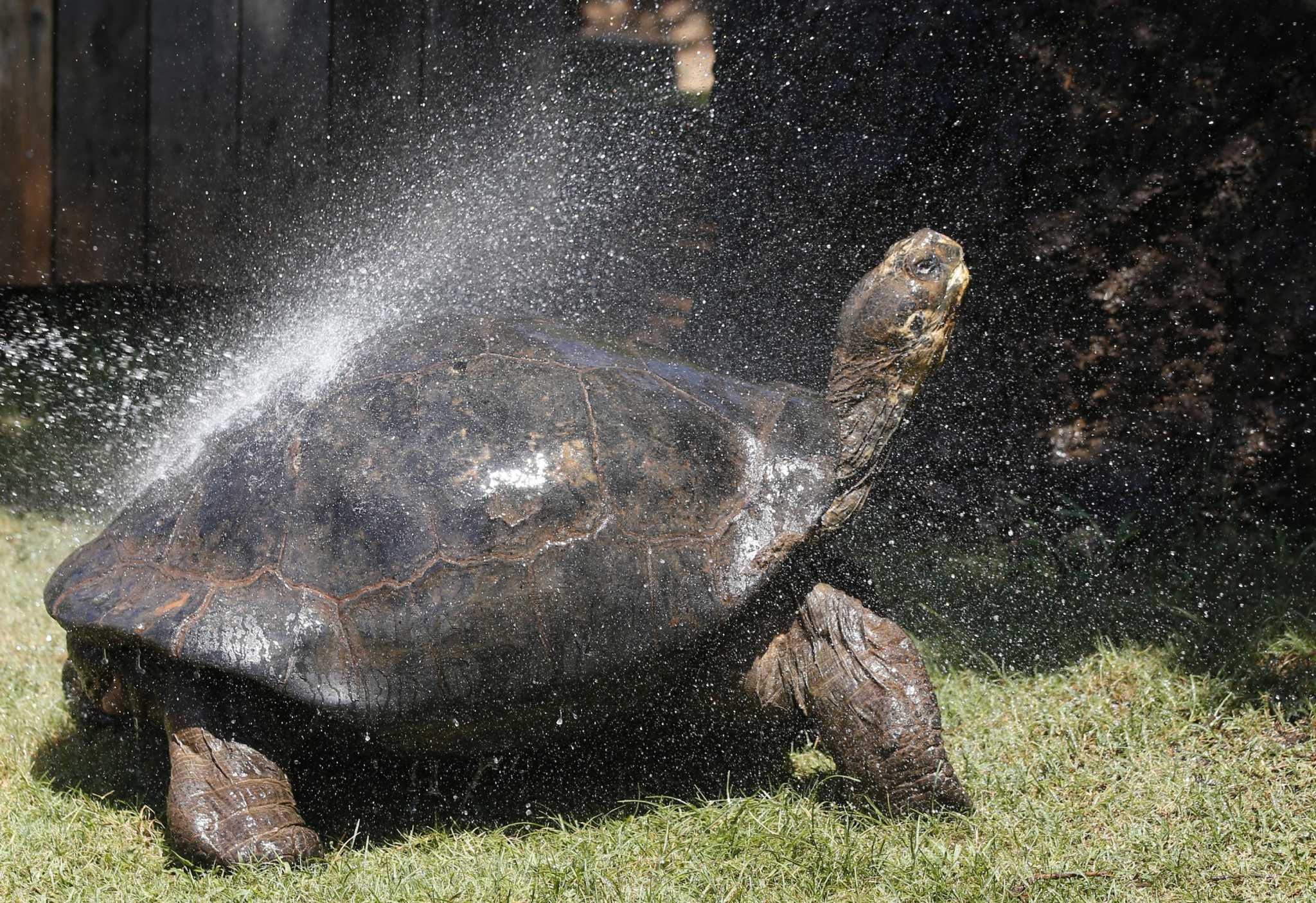 How the Gold Rush almost drove sea turtles and Galapagos tortoises to ...