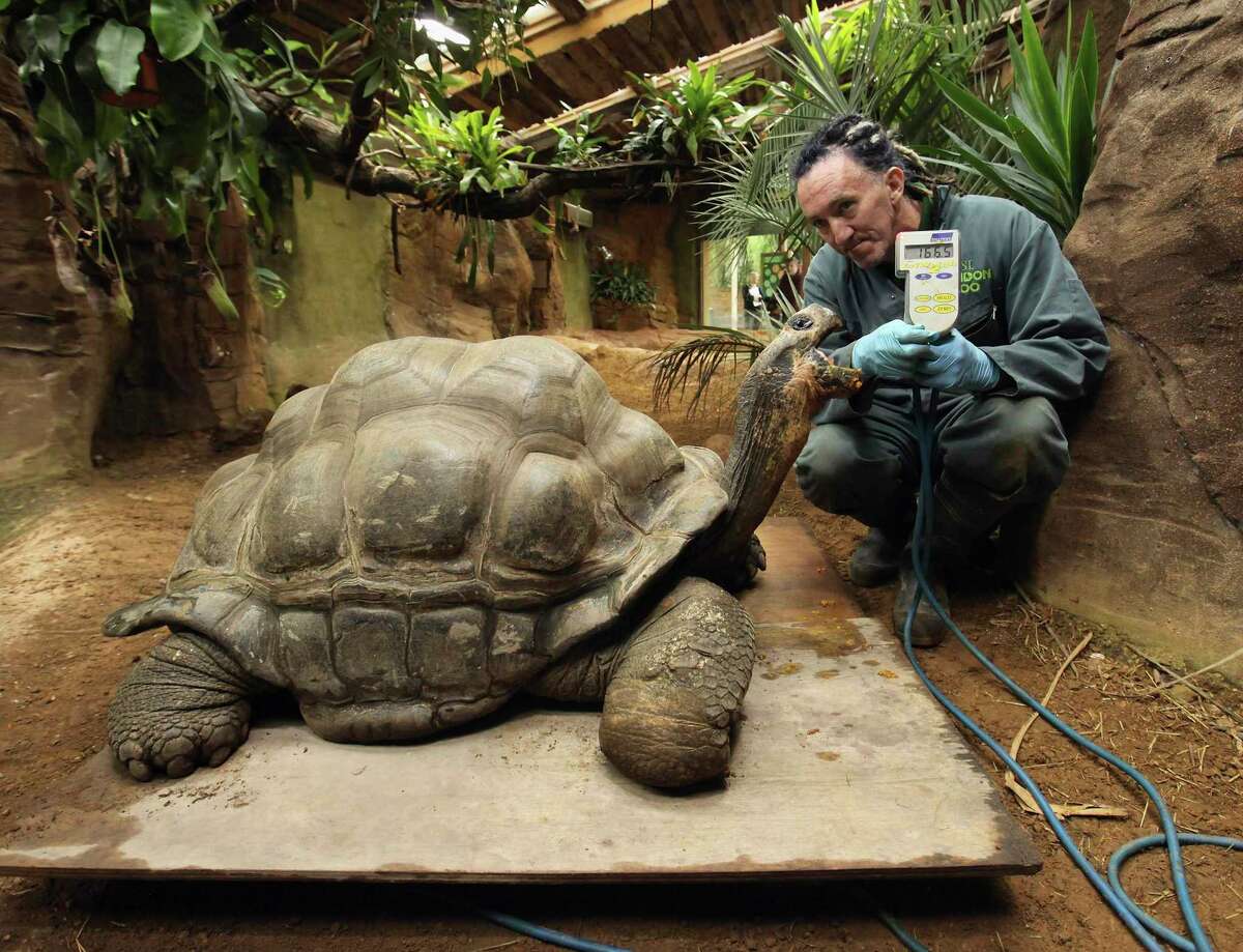 8月，动物园管理员塞巴斯蒂安·格兰特在ZSL伦敦动物园称一只巨大的加拉帕戈斯象龟Dirk的体重。