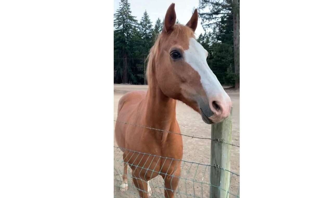 Buddy, a 26-year-old quarter horse, was shot in a pasture.