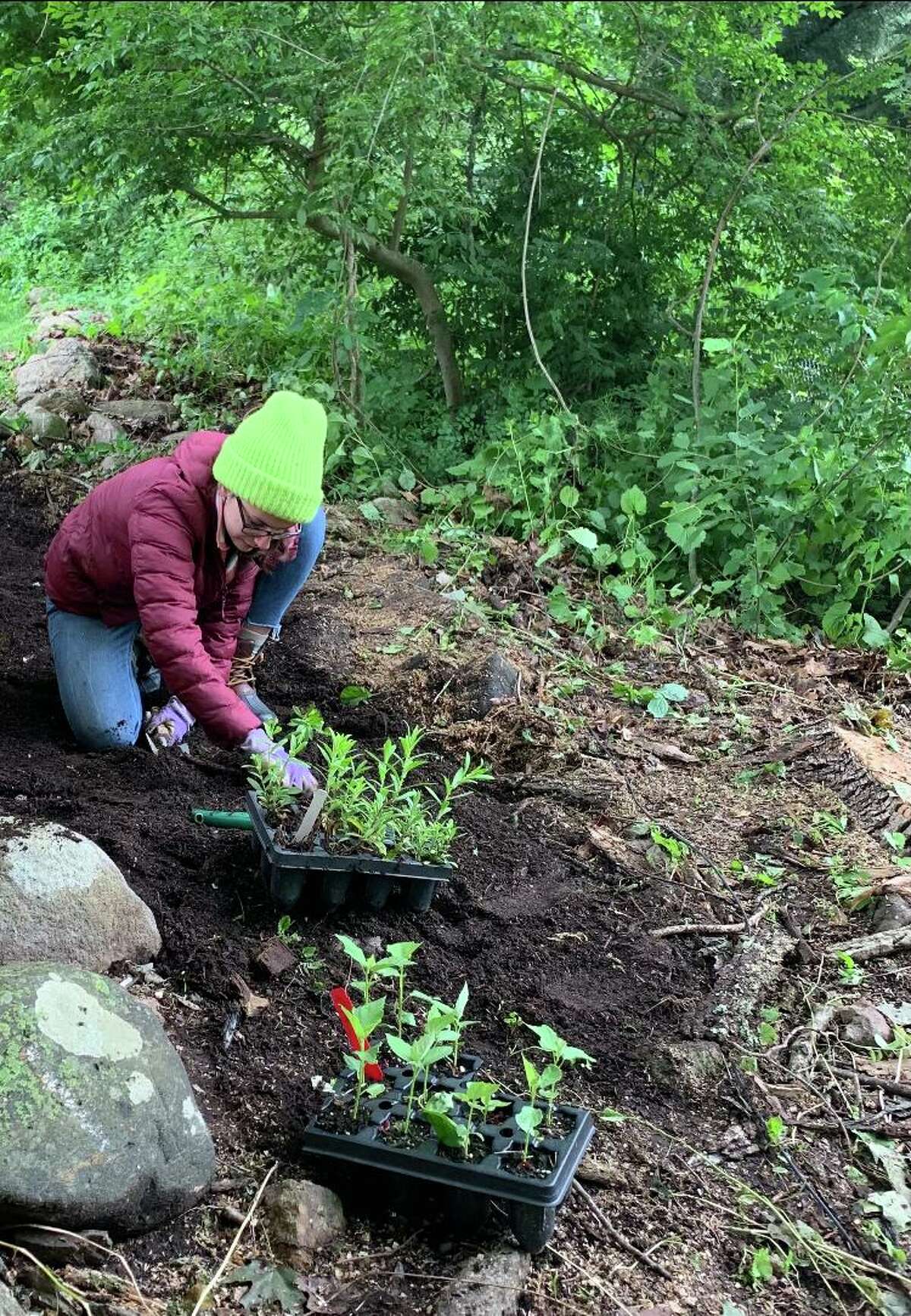 Sofia Schaffer wrote a book aimed at educating suburban homeowners on how to positively impact the health of the local ecosystem by sowing native plants in their private landscapes. Pictured is Schaffer doing some gardening in her backyard in Ridgefield.