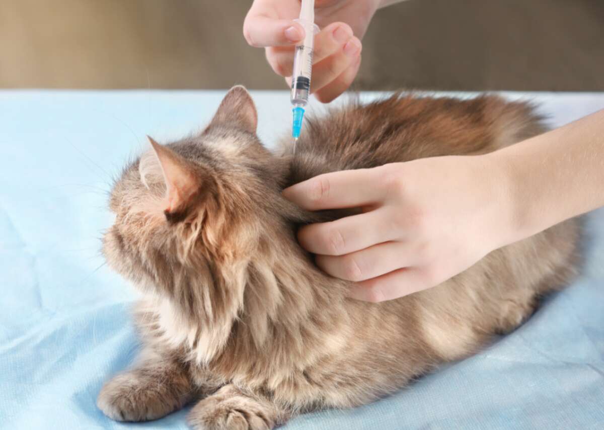 #2. Vet care/vaccinations - Annual average: $125 --- Millennials: $100 --- Gen X: $105 --- Baby boomers: $158 Vet care should begin early in a cat's life with vaccinations and spaying or neutering. Annual vaccinations and certain routine tests should be done at the cat's yearly checkup. This helps not only to keep cats healthy but also with the early prevention and detection of diseases. Monthly or bi-monthly medications like flea and tick prevention are another aspect of vet care. As pets age, the price of care often rises, and baby boomers may spend more money than either of their generational counterparts because as the oldest generation, they understand the importance of health maintenance not only now but long term.
