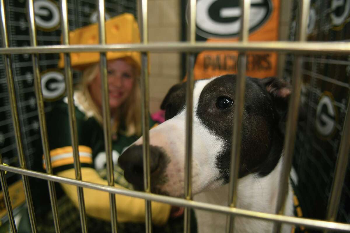 Volunteers spend 'Night in the Dog House' to raise money for Abandoned Animal  Rescue in Magnolia