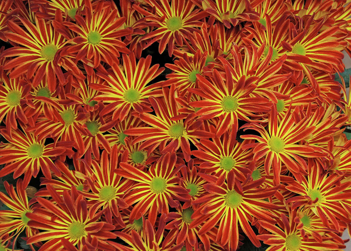 Mums add beauty and fall color whether growing them indoors or in the garden.